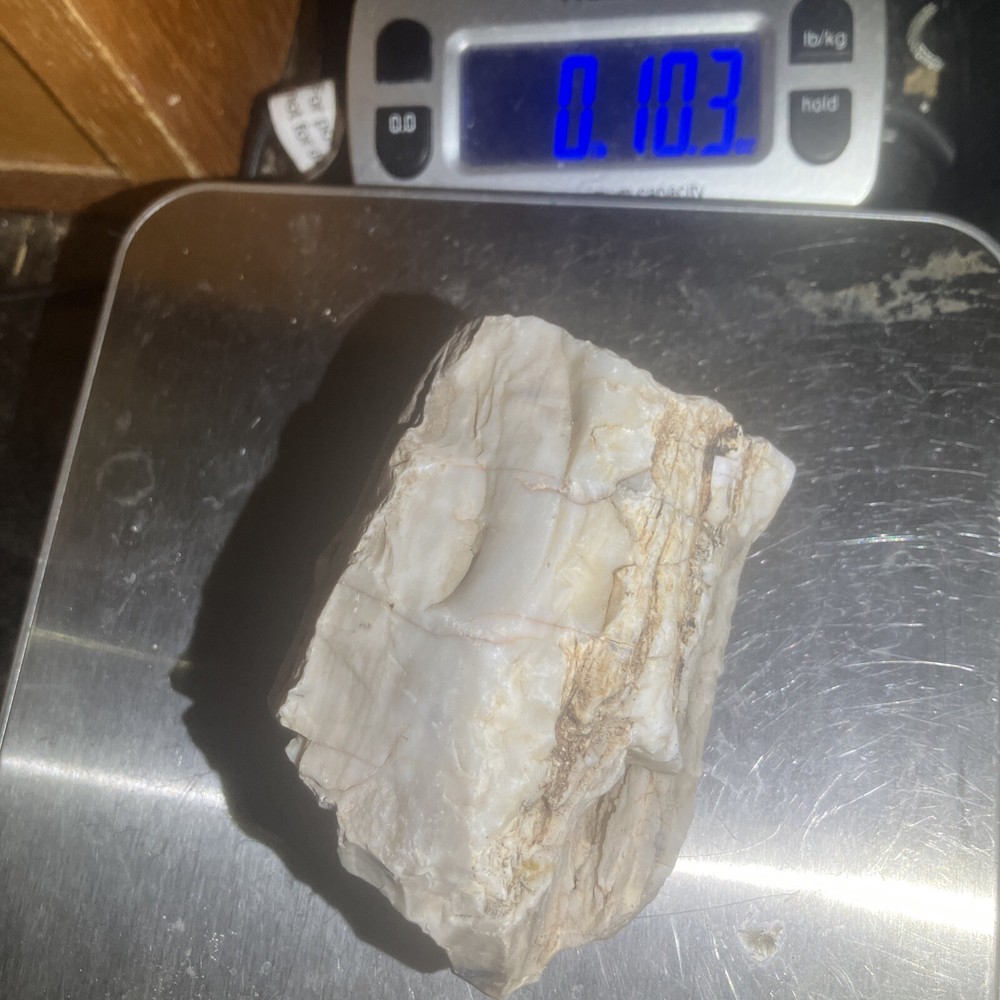 Opalized Petrified Wood
