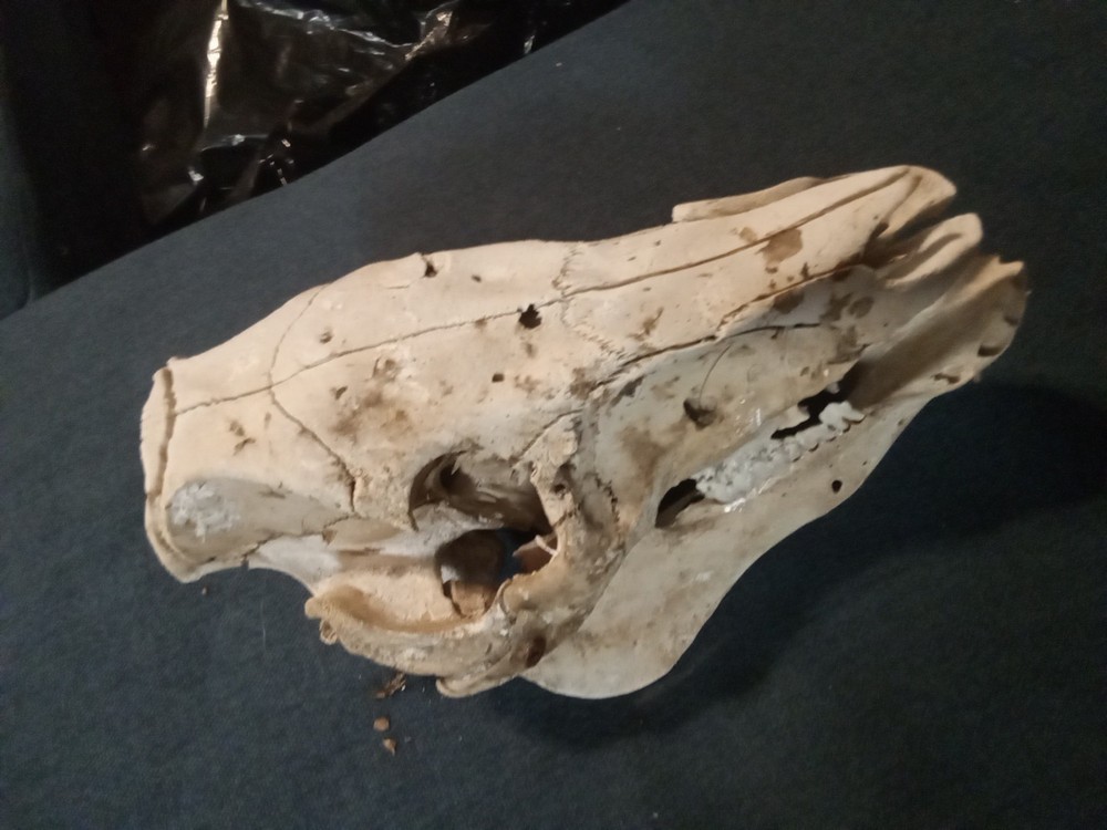 While Hog Skull
