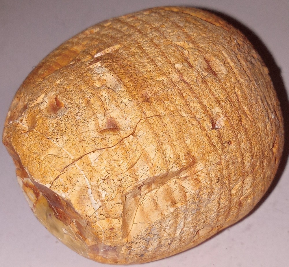 Petrified Fossil AZ Rough 202g