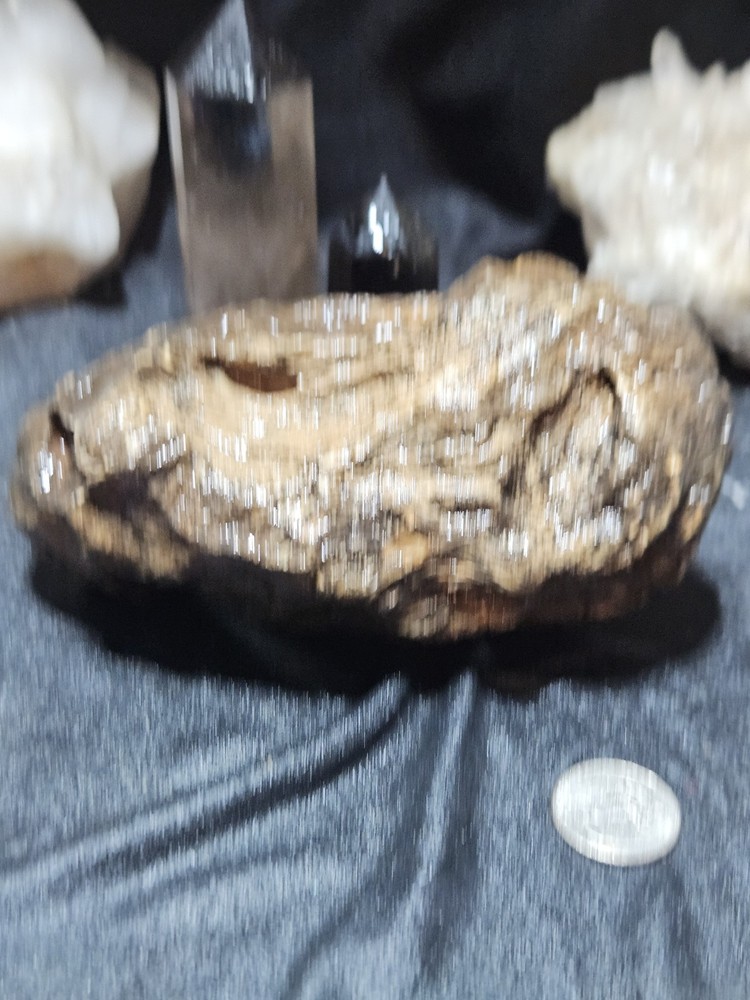 Petrified Wood Specimen Natural Form (2lbs 5oz)