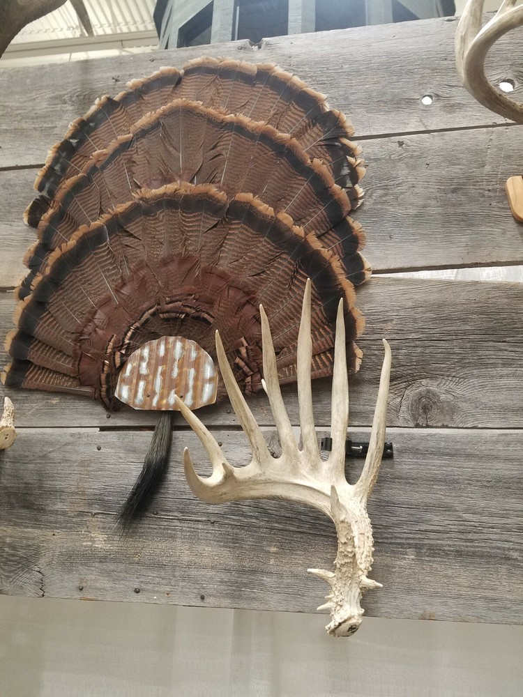 Antler Shed Display Clamp