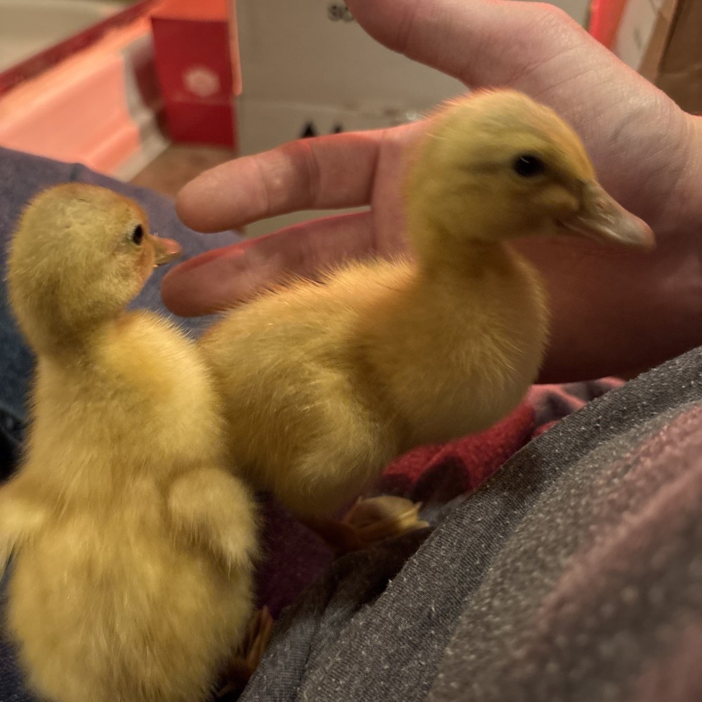 Saxony Duck Hatching Eggs (Fertile!!) 6+