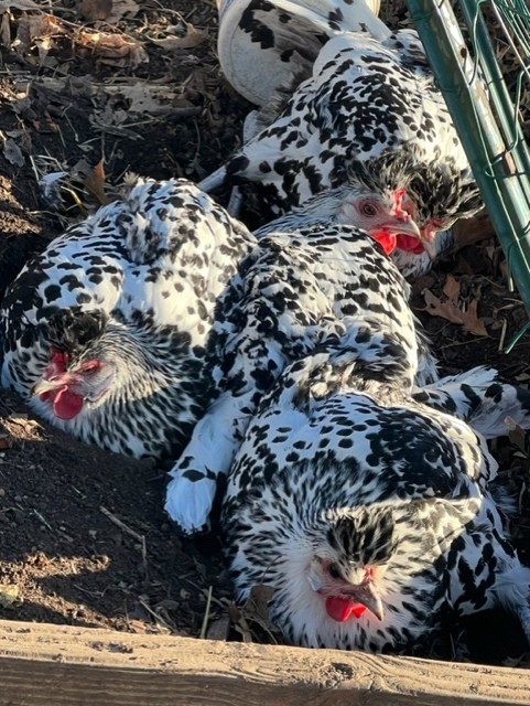 10 + Silver Appenzeller Spitzhauben Hatching Eggs