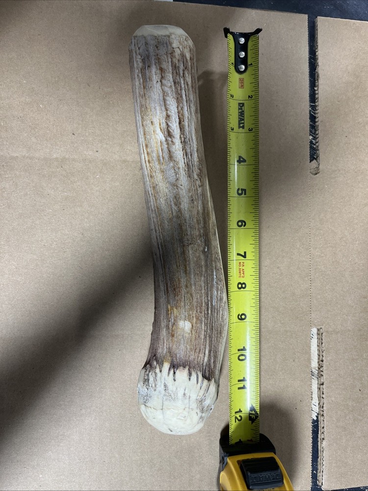 moose antler billet