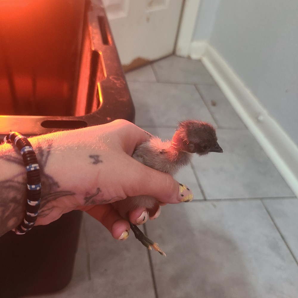 Bantam mystery egg Hatch 18 eggs