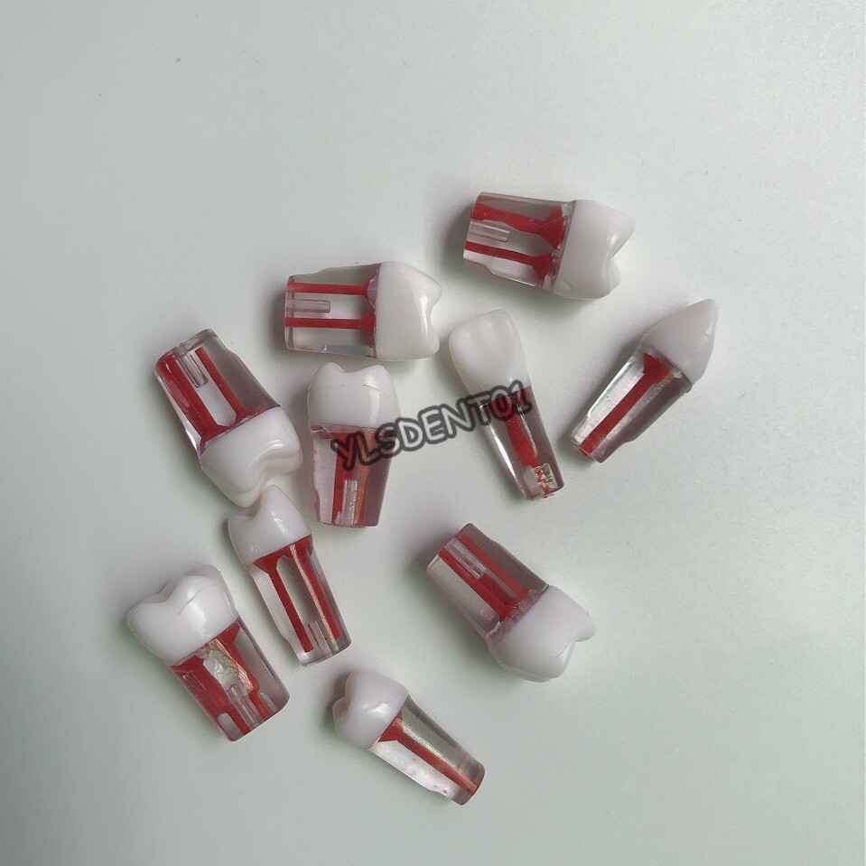 10Pcs Dental Resin Root Canal RCT Practice Model Teeth Pulp Study Nature Size