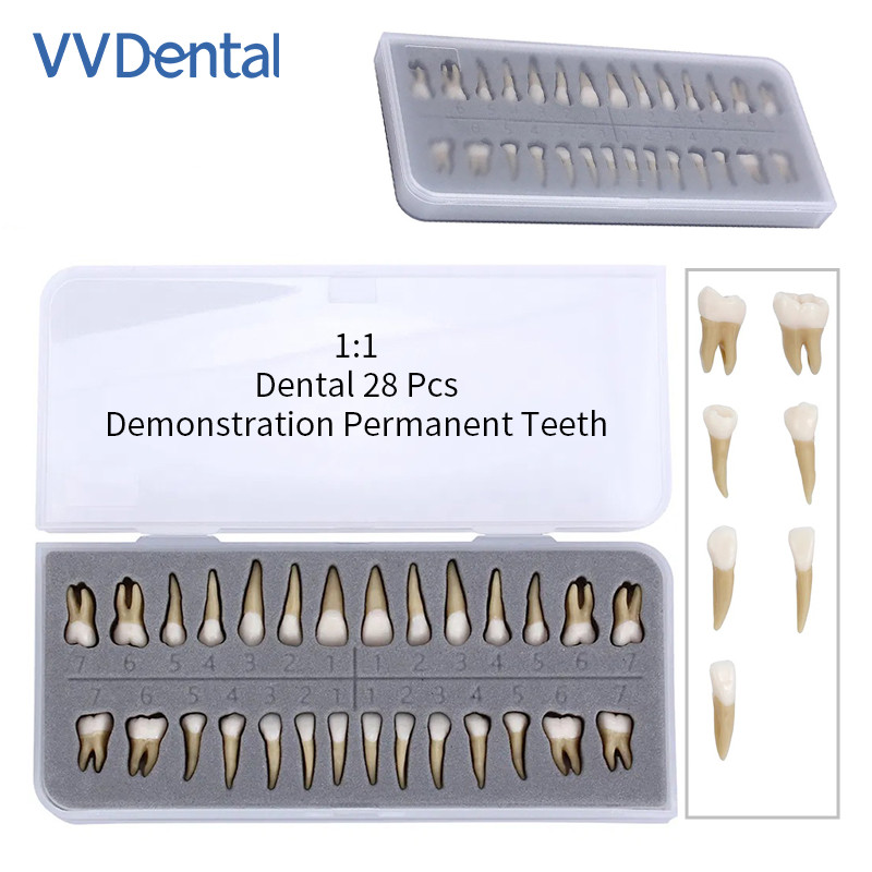 Dental 1: 1 Permanent Teeth Demonstration Implant Teaching Study Model 28pcs/kit