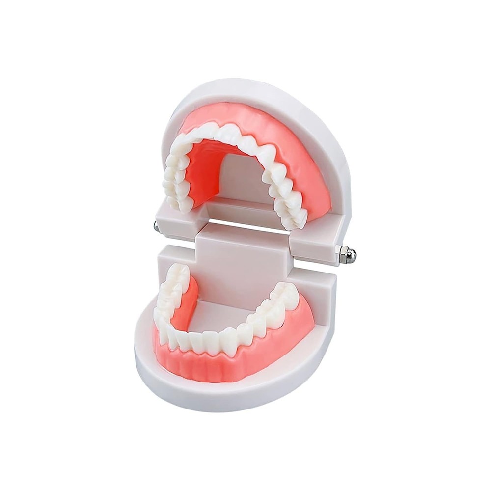 Standard Teeth Model, Kids Dental Teeth Teaching Brushing Model Teeth Study S...
