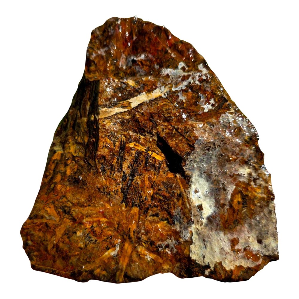 Pacific Northwest Petrified Wood Random Pull Saddle Mountain