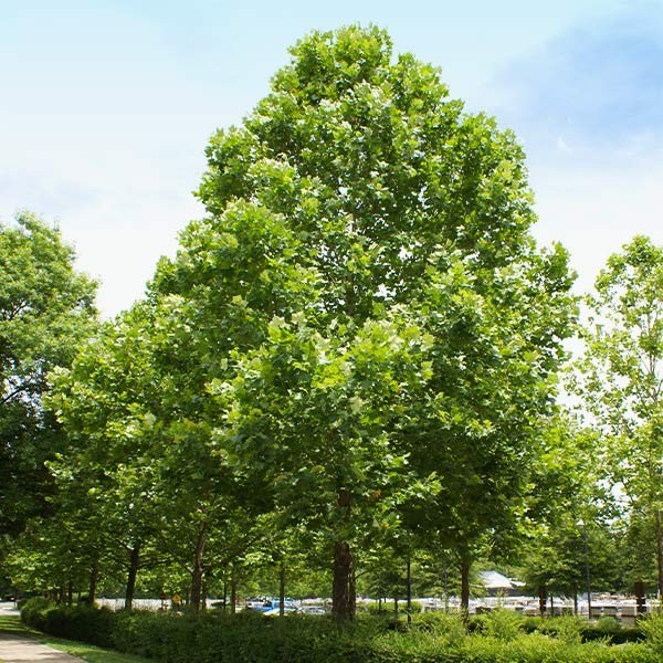 3 American Sycamore Tree /(Platanus occidentalis)  |  Bare-roots