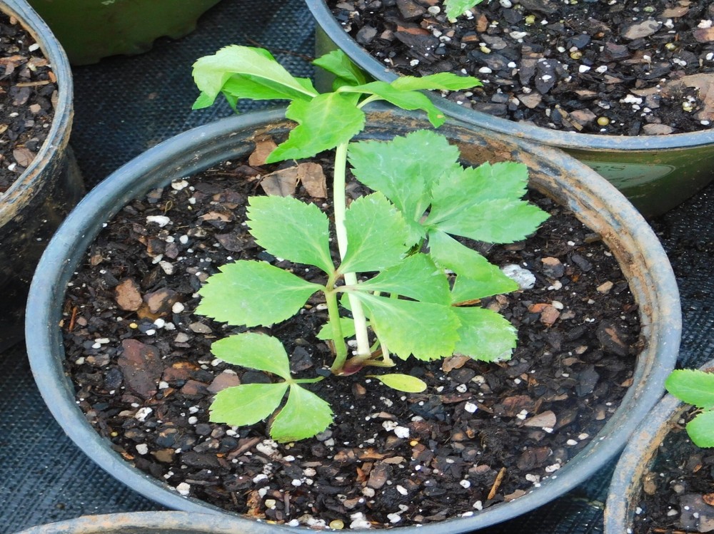 Hellebore Plants Mixed Double Flowered Seedlings