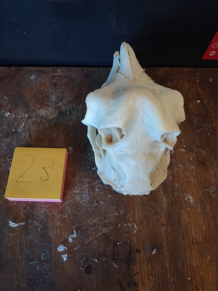 Goat Skull