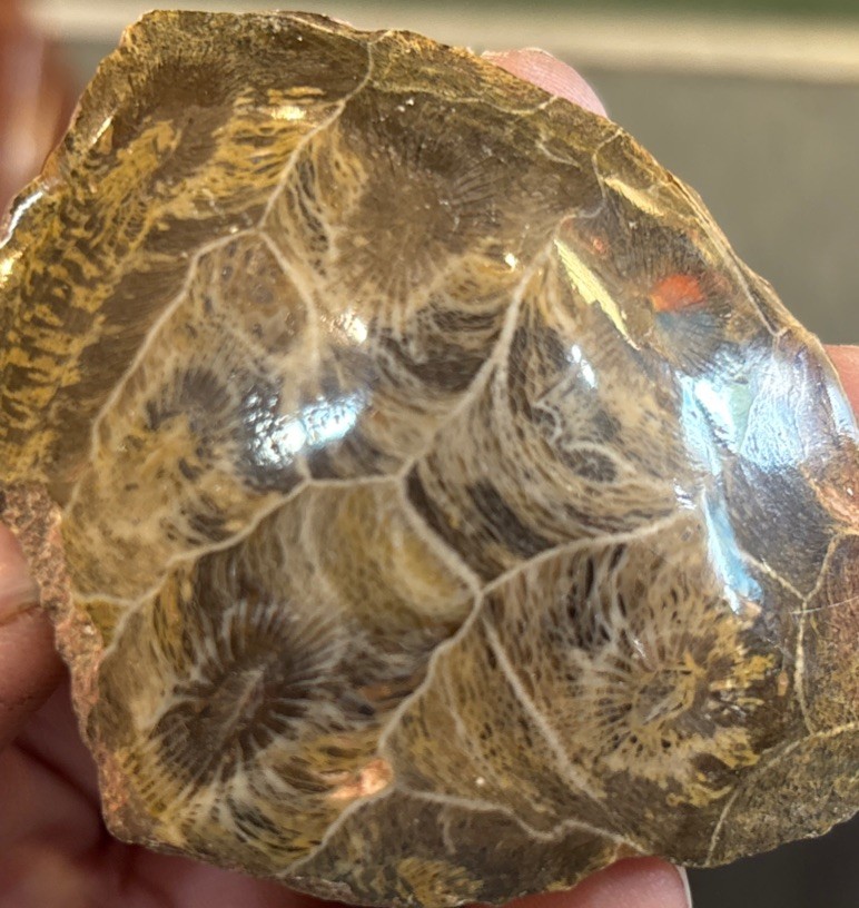 Petrified Coral End Polished