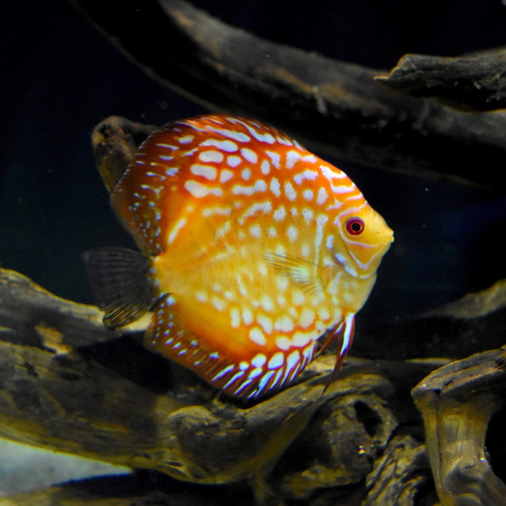 Seachem Discus Buffer 1 Kilo - Lowers pH & Softens Water