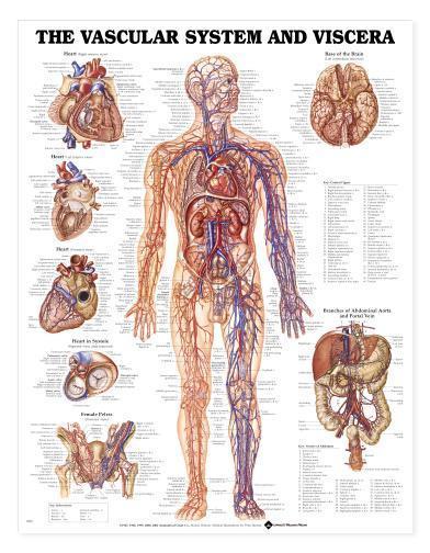 Vascular System Chart/Charts/Models Anatomical