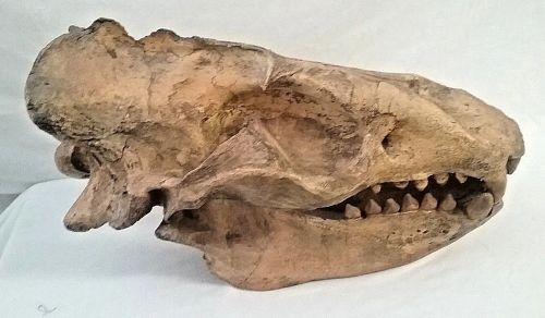 ALLODESMUS SKULL REPLICA