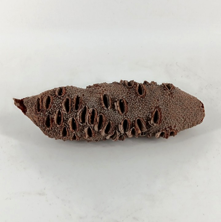 Banksia Pods 6" - 12"