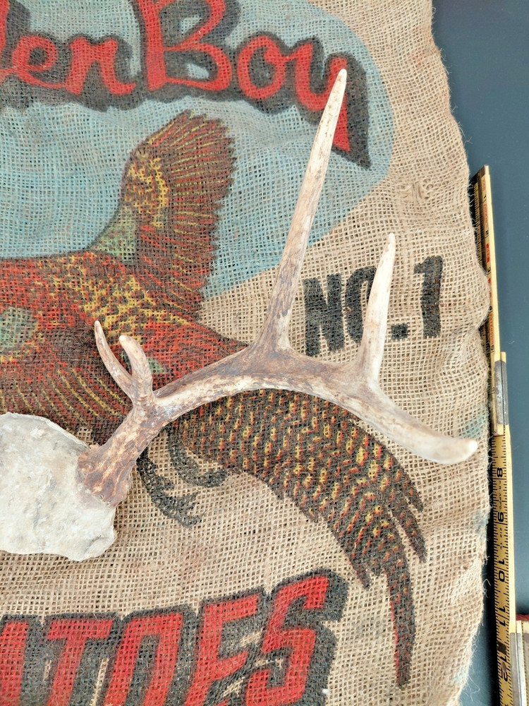 whitetail deer antlers