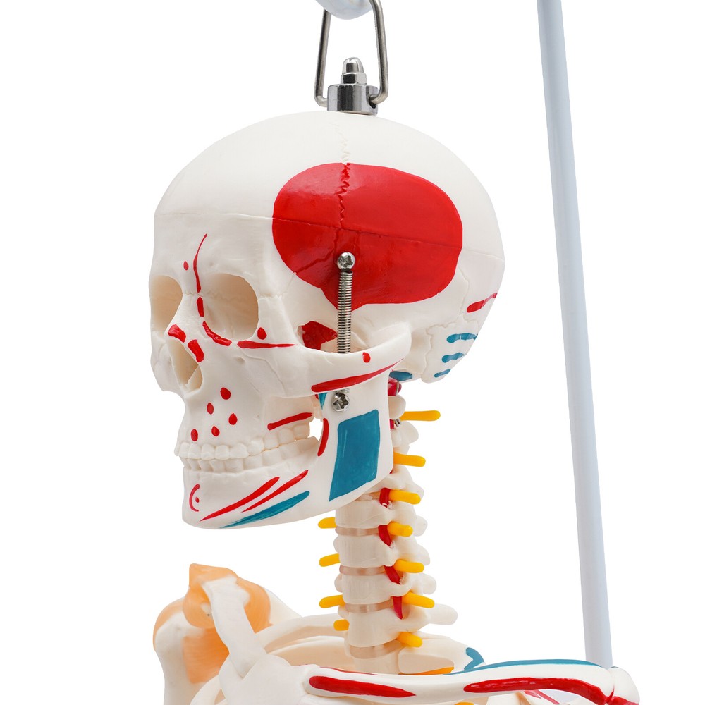 NEW 34" Modern Hanging Style Human Skeleton Model Includes Joint Ligaments White