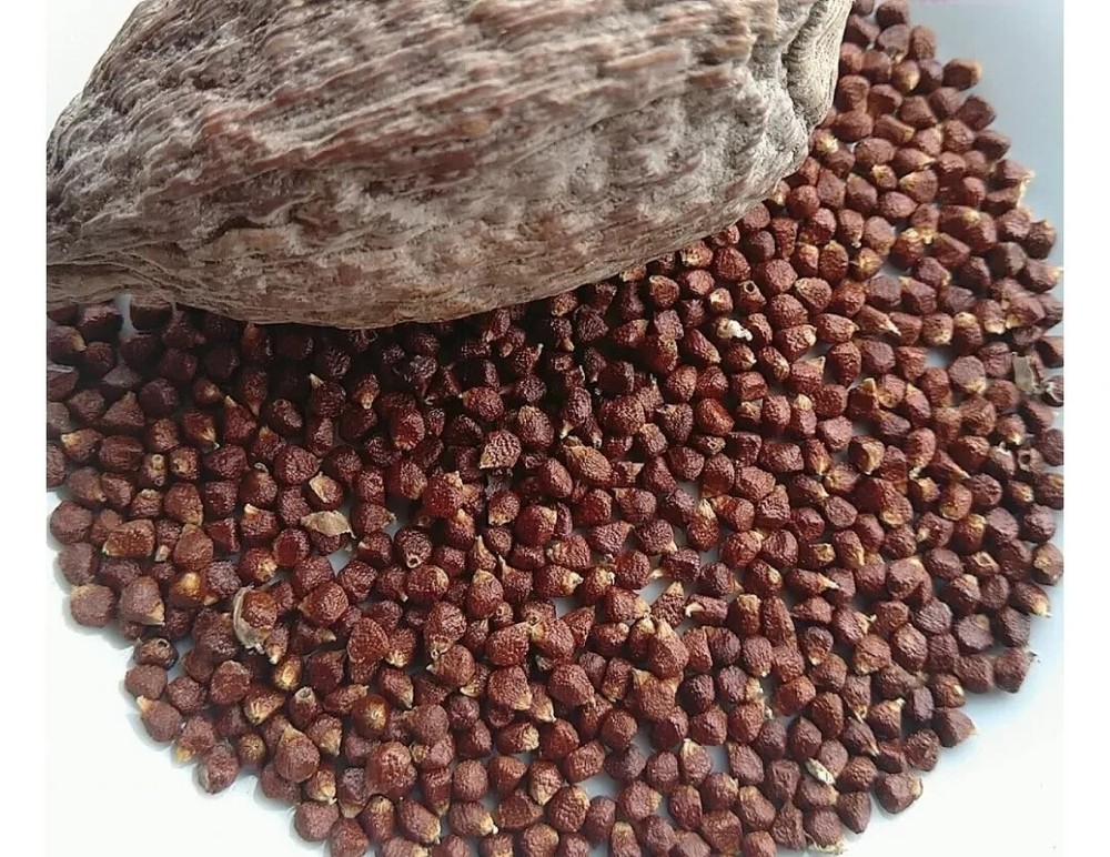 Alligator Pepper - Grain Of Paradise Seeds 2 oz