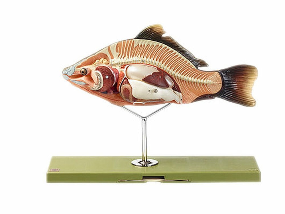 Bony Fish General Anatomy for Demo & Educational use.