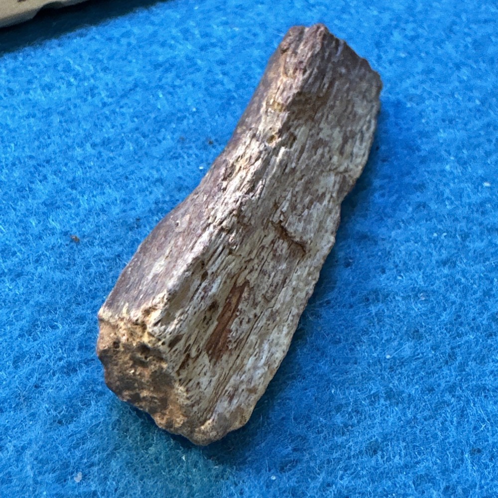 Spinosaurus Extinct Dinosaur Bone Fossil in Display Case