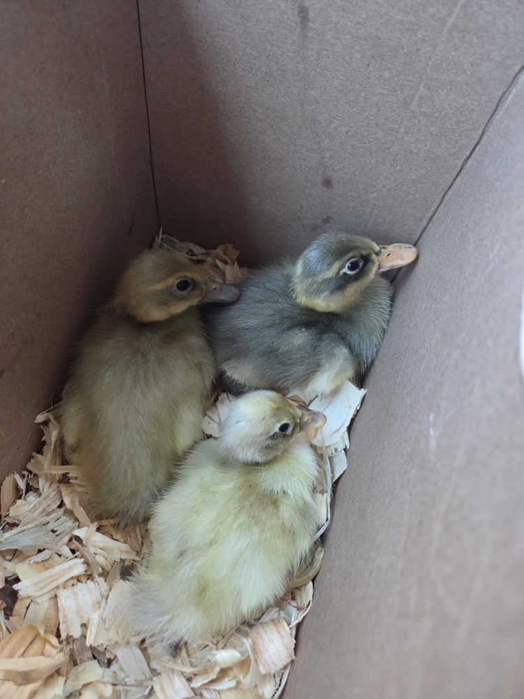 6+ Eggs Indian Runner & Campbell fertilized duck eggs