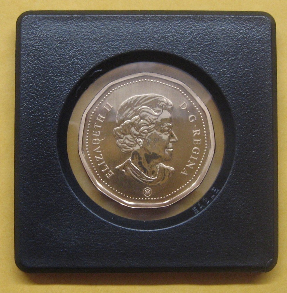 2008(M) Common Eider Loonie Specimen Take a Look