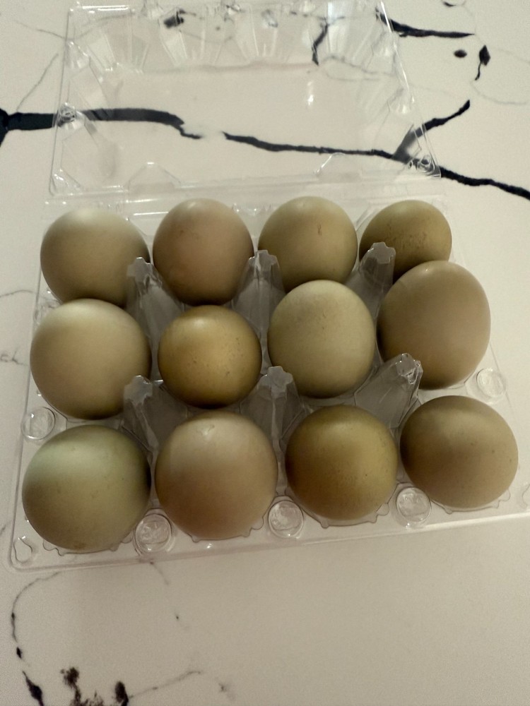 Olive Egger Fertile Hatching eggs 1 dozen / 12 eggs