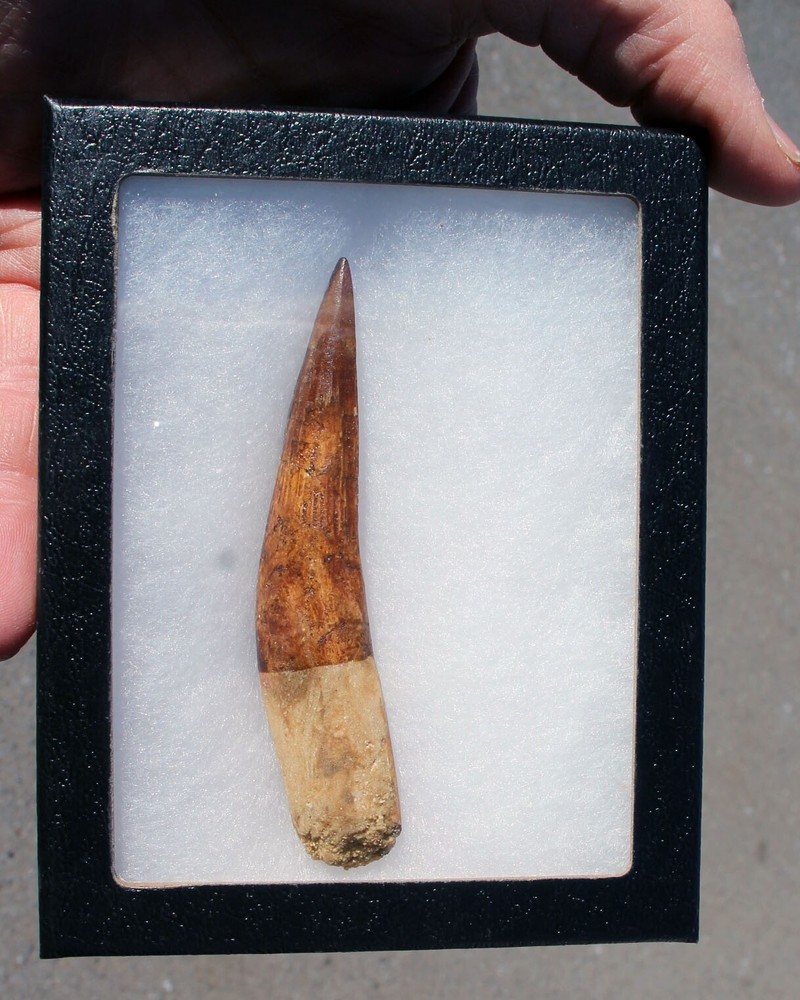 Authentic 4.0" Spinosaurus Tooth in Riker Mount