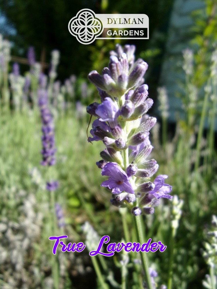 True Lavender (Lavandula angustifolia) Herb - Dwarf Lavender - Multiple Sizes