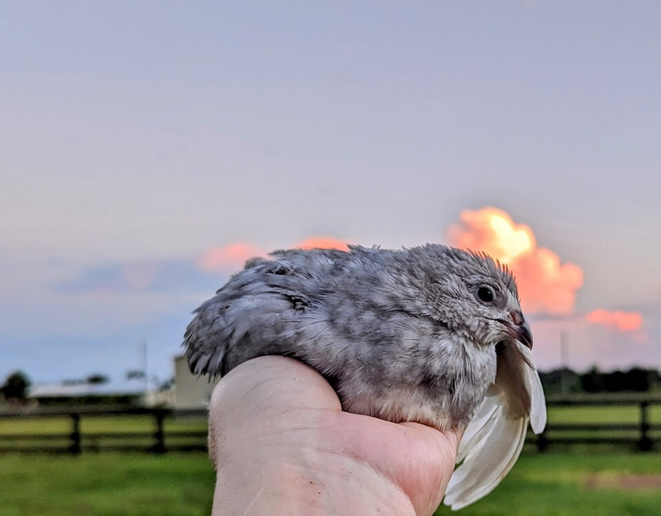 300 ++ Rainbow Coturnix Quail Hatching Eggs NPIP