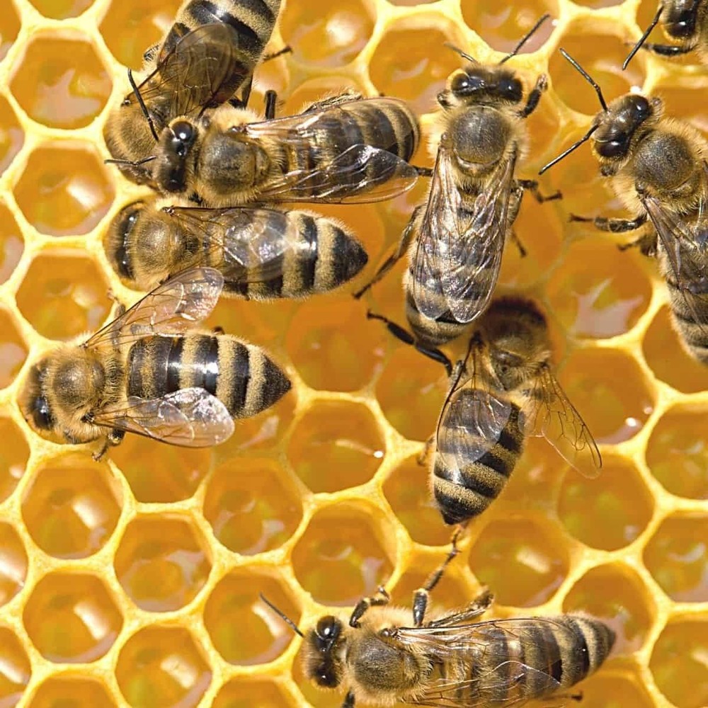 Beekeeping Coveralls - Extra Large