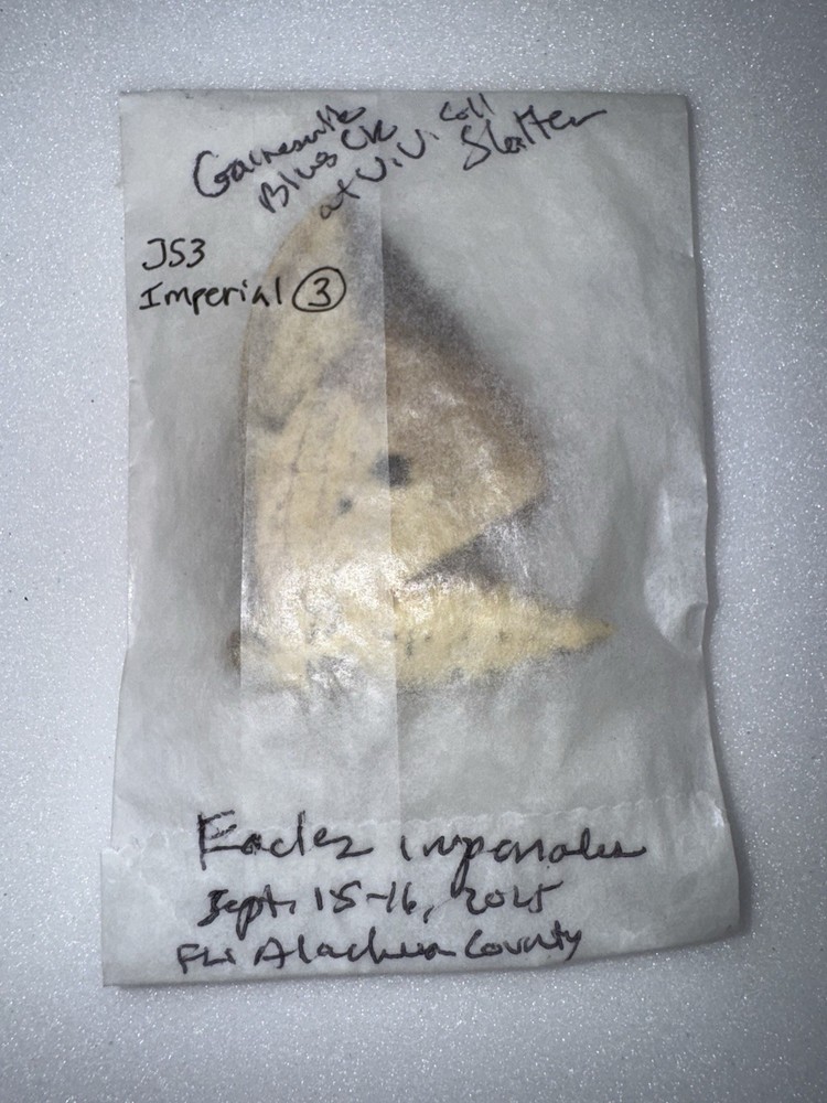 JS3 IMPERIAL MOTH 3 - Eacles Imperialis