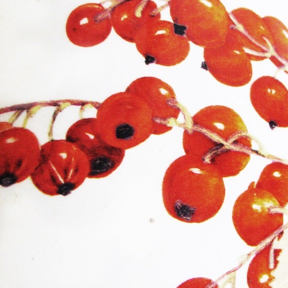 Spode Fruit Haven Liverpool Pitcher Bees Butterfly Fruit, 6.5" Tall Pristine