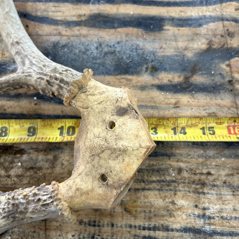 Deer Antlers