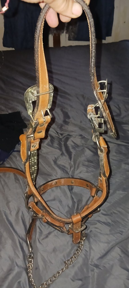 horse bridle