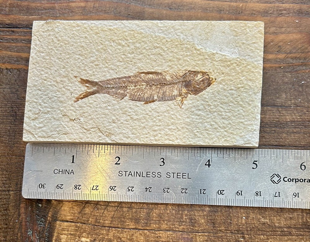 Fossil Fish Green River Wyoming