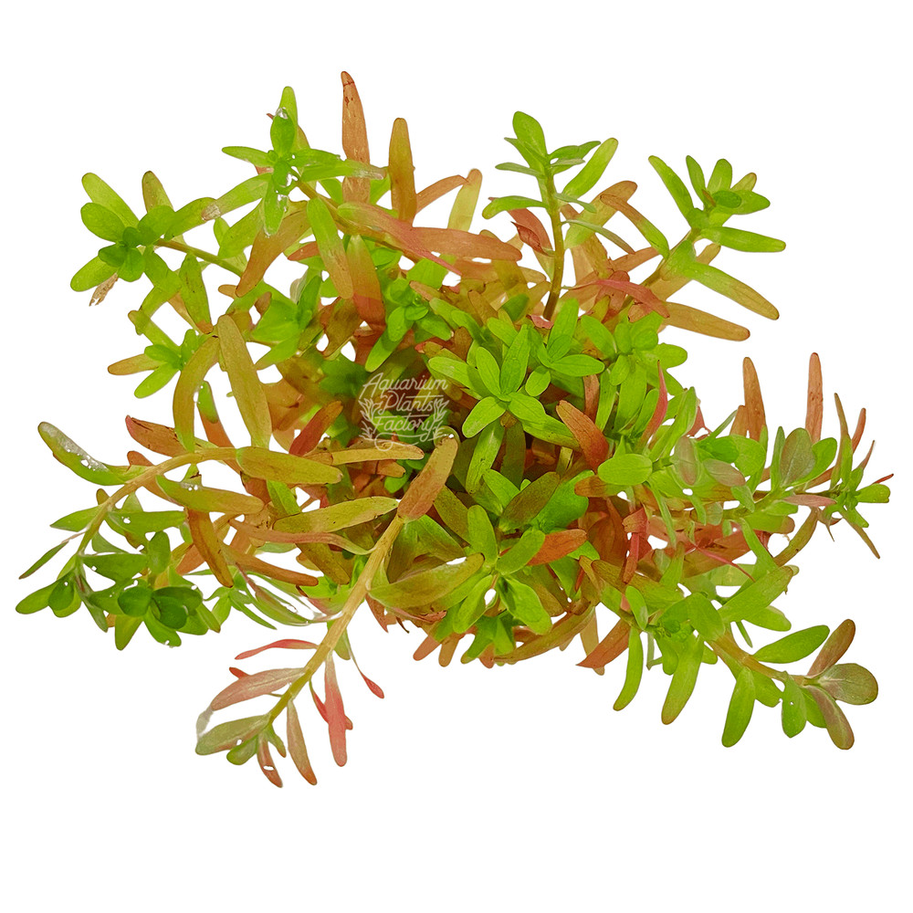 Rotala Ceylon Vitro Culture