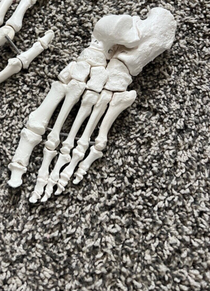 Axis Scientific Lower Extremity Bone Models