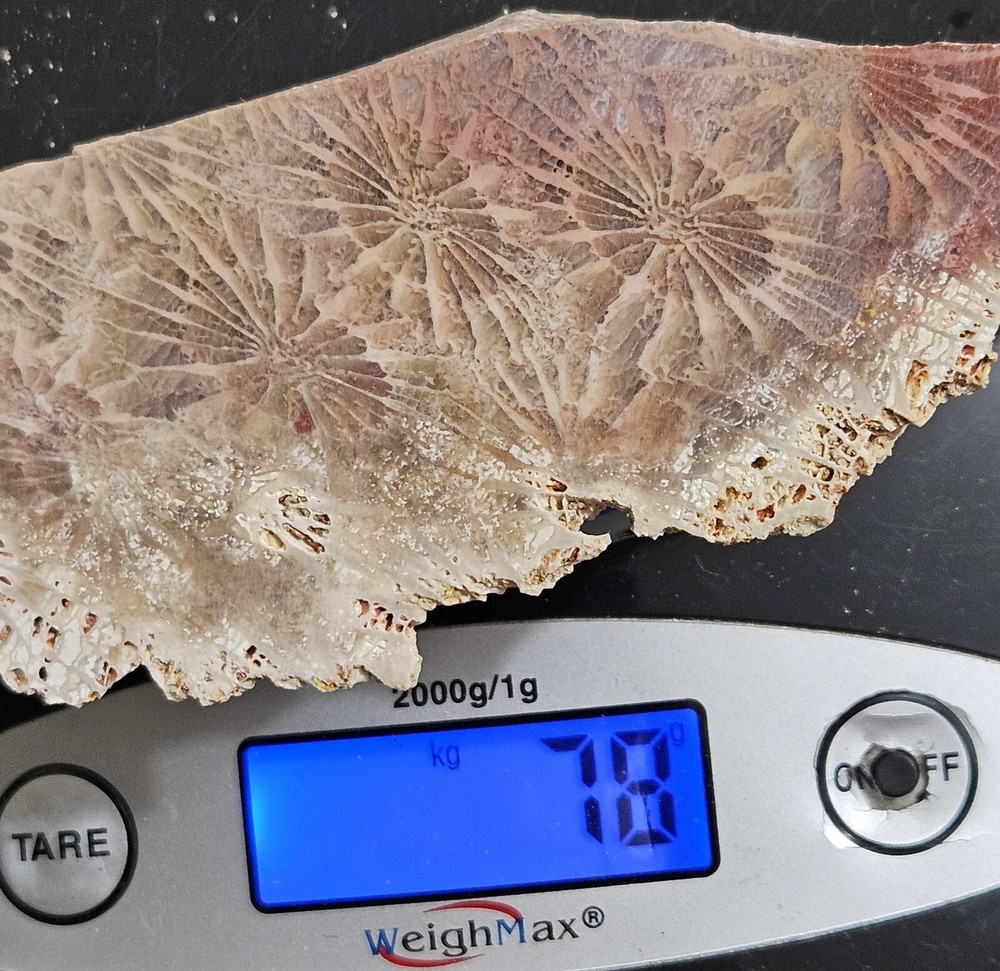 Fossized Coral Lapidary Slab 78 Grams