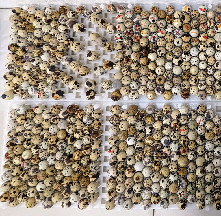 180 +extras Rainbow Coturnix Quail Hatching Eggs NPIP tested