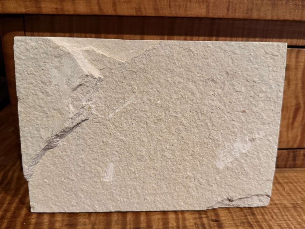 Fossil Fish