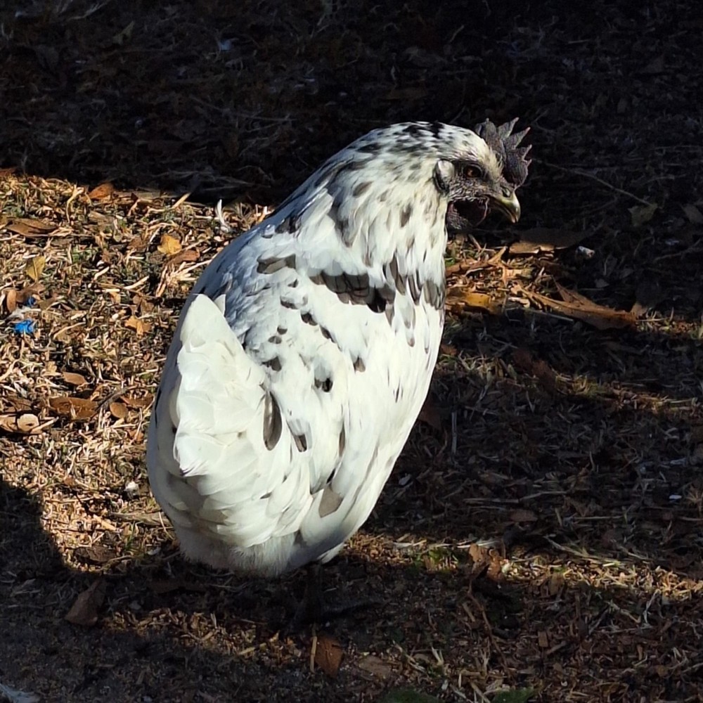 F2 Zombie Hatching Eggs (6) NPIP Certified