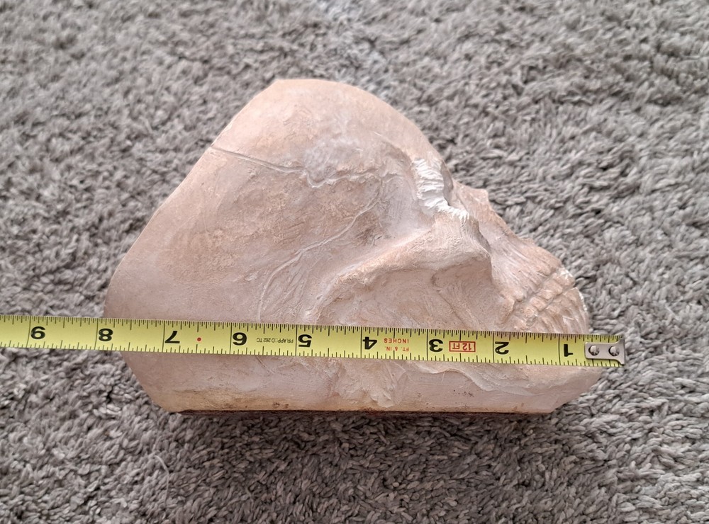 Skull