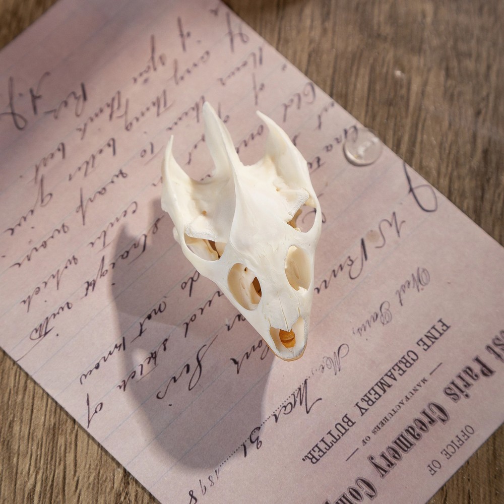 Real Turtle Skull Animal Skeleton Bone Specimen Educational Science Gift