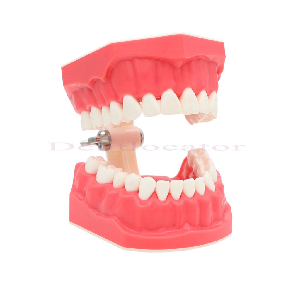 US Dental Typodont Teeth Model 1:1 Brushing Flossing Practice Teaching Model