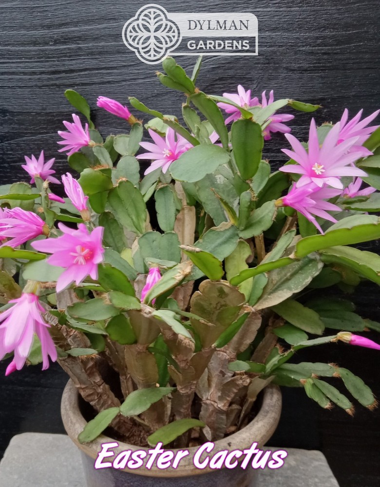 Easter Cactus (Rhipsalidopsis x graeseri) Whitsun Cactus - Multiple Sizes