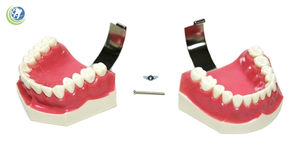 Teeth with Toothbrush Teaching Demo Model Over-sized Demonstration