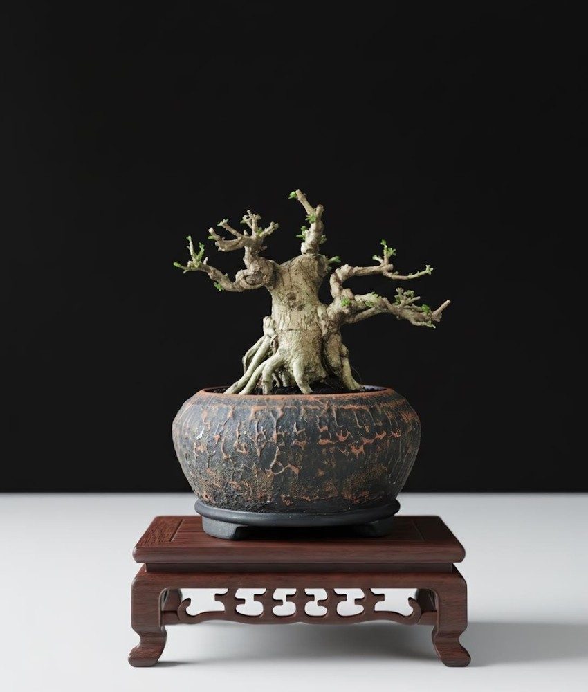 Live Tree Premna Microphylla Living Tree Bonsai Tree